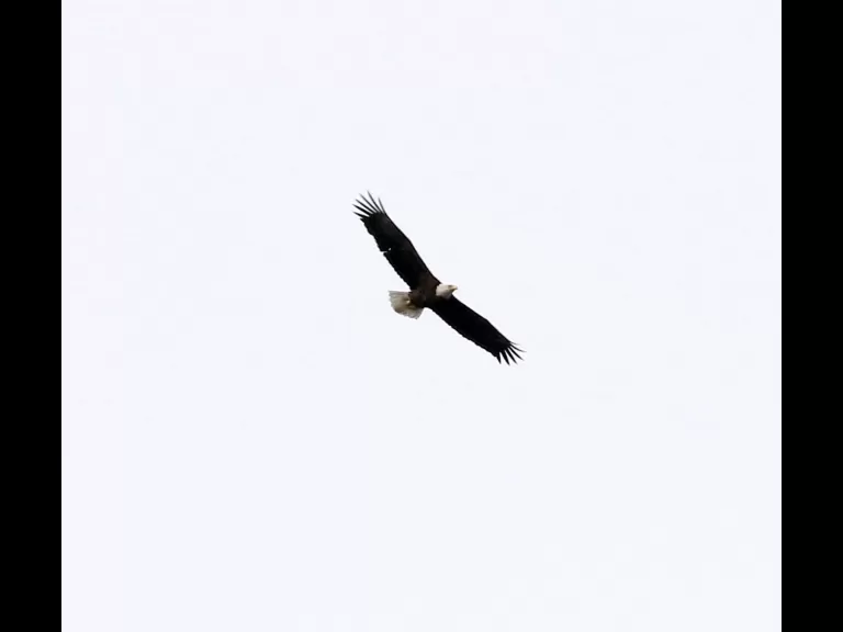 A bald eagle at Breakneck Hill Conservation Land in Southborough, photographed by Steve Forman.