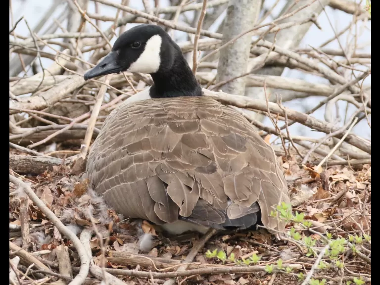 A Canada goose at Hager Pond in Marlborough, photographed by Steve Forman.