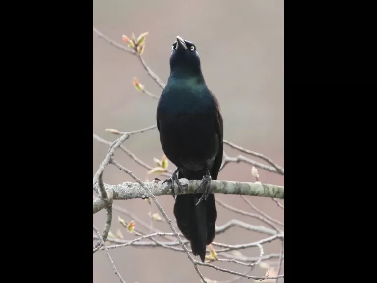 A Canada goose at Hager Pond in Marlborough, photographed by Steve Forman.