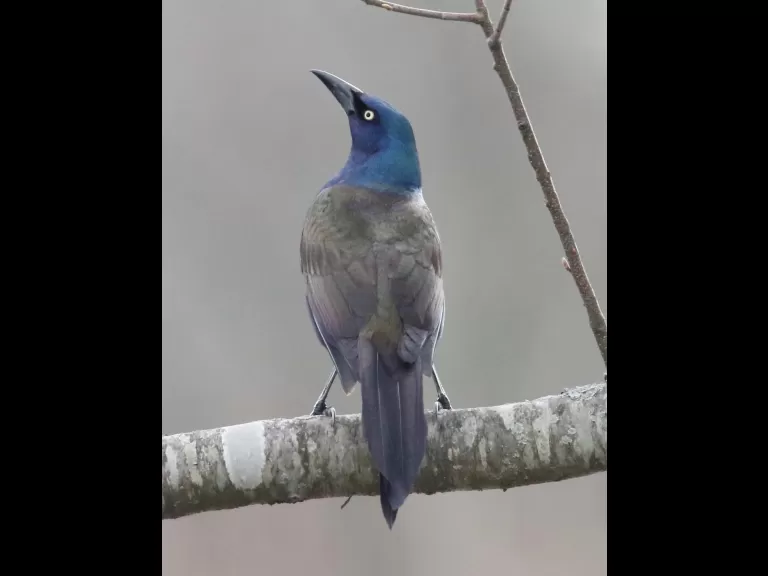 A Canada goose at Hager Pond in Marlborough, photographed by Steve Forman.