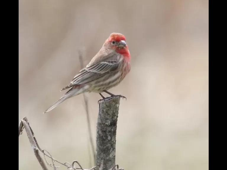 A bald eagle at Breakneck Hill Conservation Land in Southborough, photographed by Steve Forman.