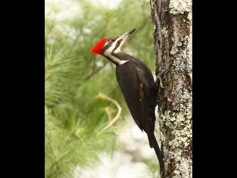 A pileated woodpecker in Sudbury, photographed by Dan Trippe.