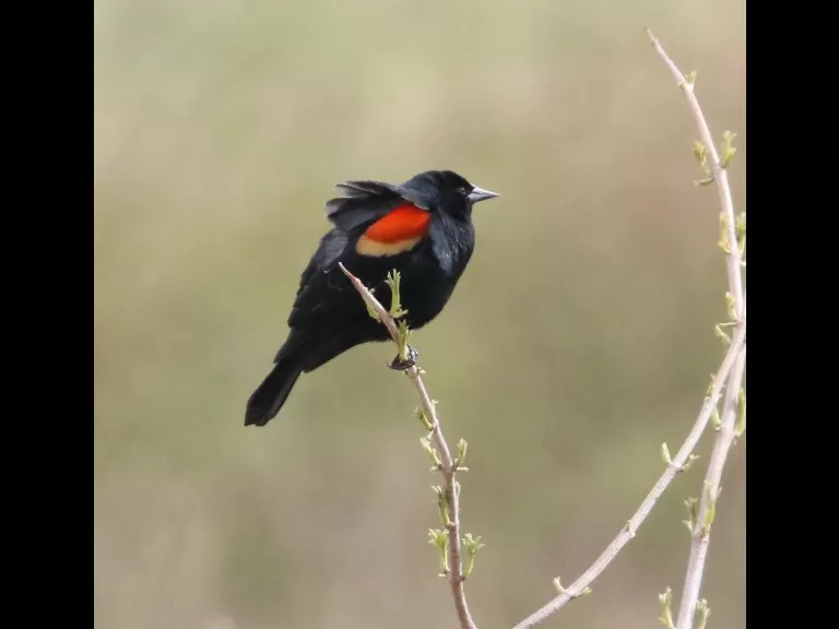 A bald eagle at Breakneck Hill Conservation Land in Southborough, photographed by Steve Forman.