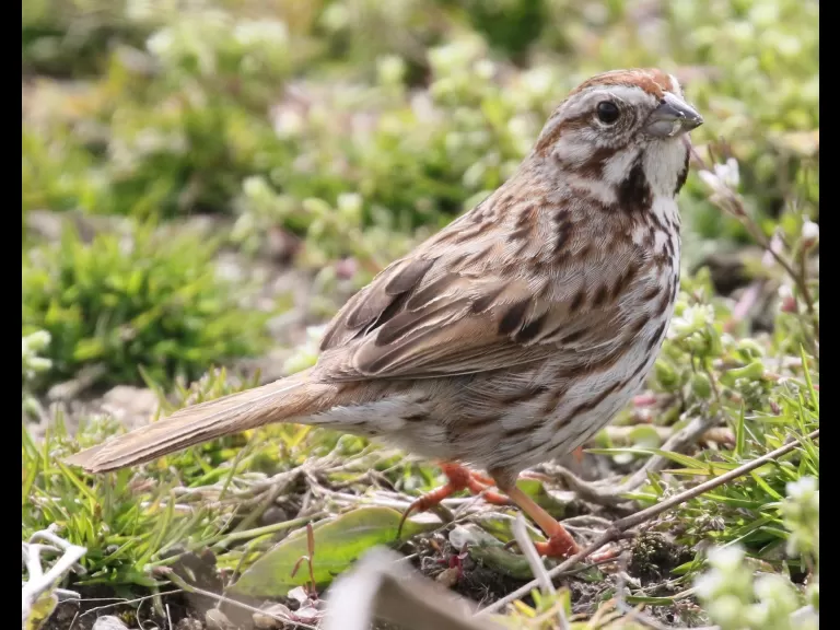 A bald eagle at Breakneck Hill Conservation Land in Southborough, photographed by Steve Forman.