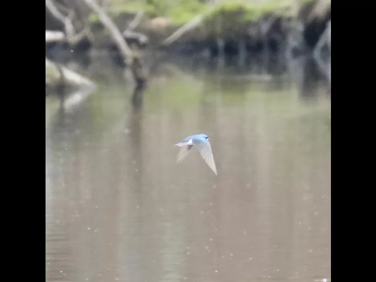 A Canada goose at Hager Pond in Marlborough, photographed by Steve Forman.