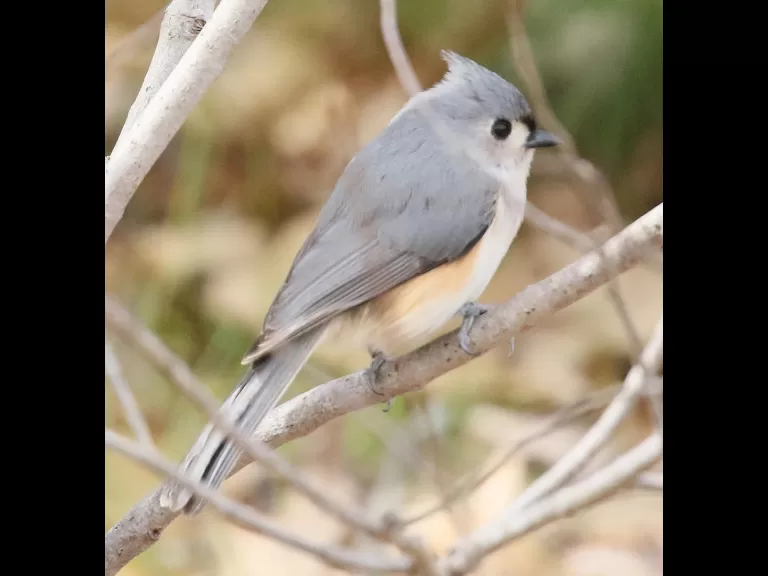 A bald eagle at Breakneck Hill Conservation Land in Southborough, photographed by Steve Forman.