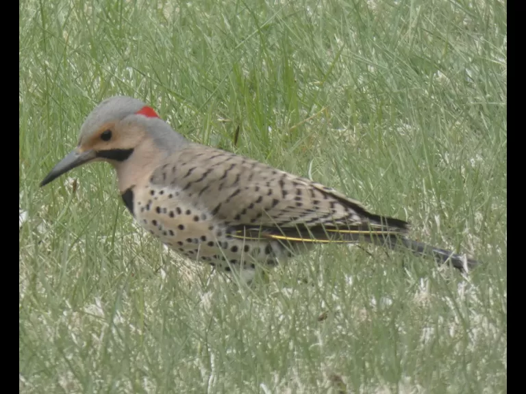 A northern flicker in Sudbury, photographed by Sharon Tentarelli.