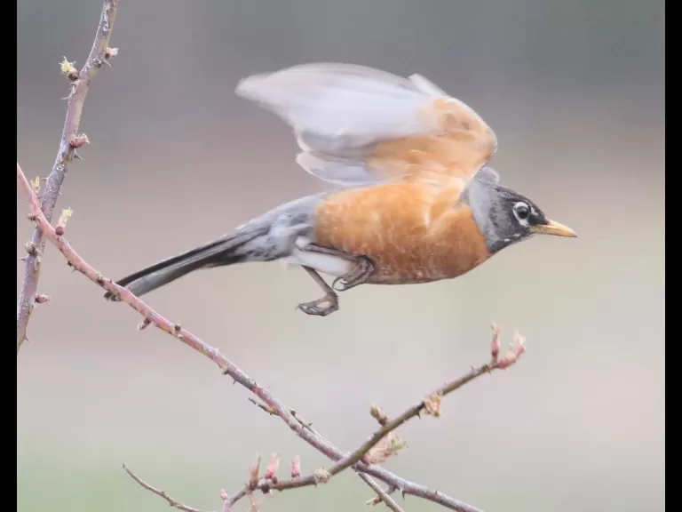 An American robin at Breakneck Hill Conservation Land in Southborough, photographed by Steve Forman.