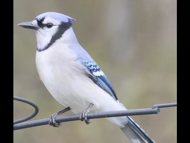 A blue jay in Framingham, photographed by Steve Forman.
