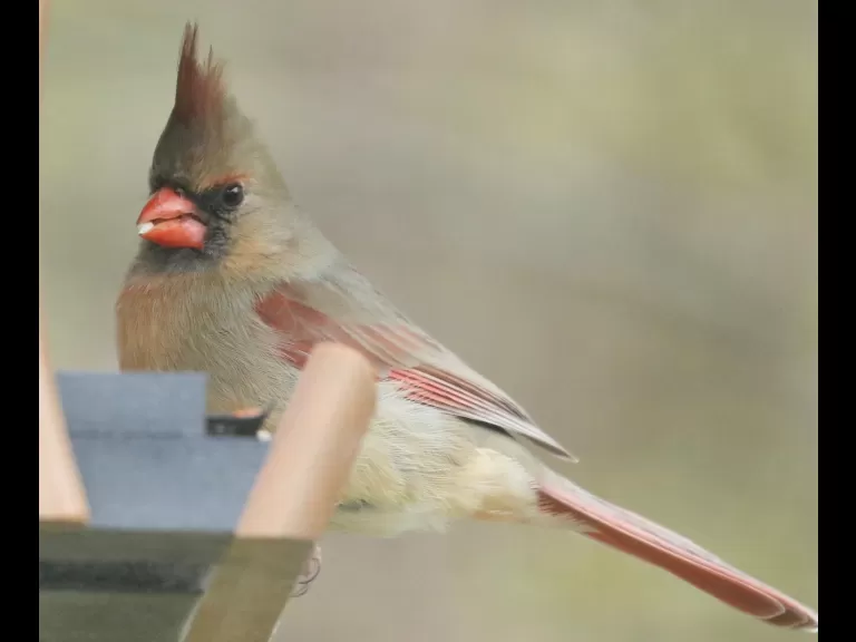 A blue jay in Framingham, photographed by Steve Forman.