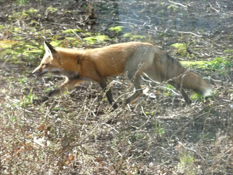 A red fox in Lincoln, photographed by Harold McAleer.