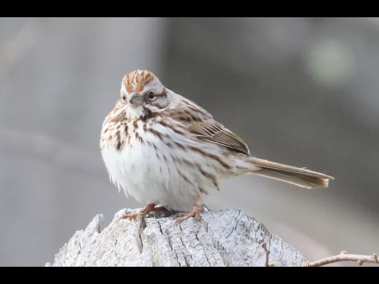 An American robin at Breakneck Hill Conservation Land in Southborough, photographed by Steve Forman.
