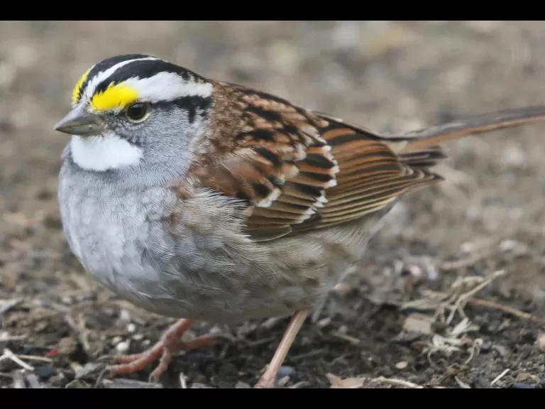 A blue jay in Framingham, photographed by Steve Forman.