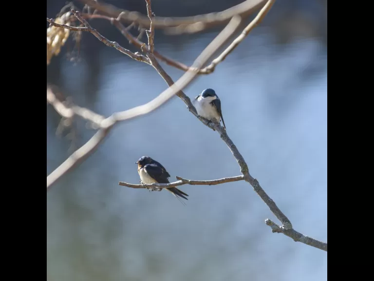A barn swallow (bottom left) and a tree swallow at Mill Pond in Maynard, photographed by Dany Pelletier.