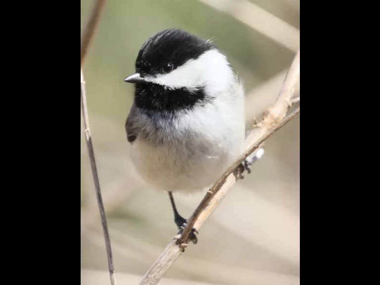 An American robin at Breakneck Hill Conservation Land in Southborough, photographed by Steve Forman.