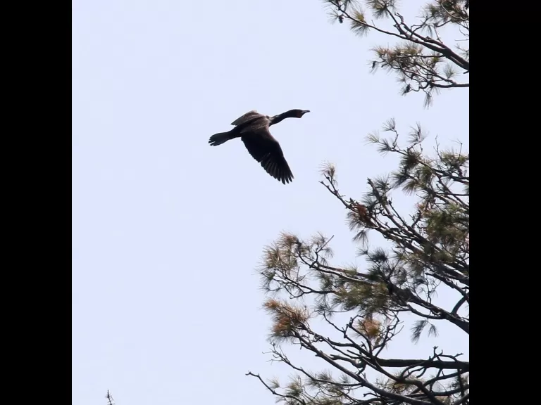 A double-crested cormorant at Sudbury Reservoir in Southborough, photographed by Steve Forman.