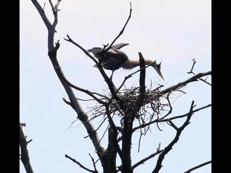 A double-crested cormorant at Sudbury Reservoir in Southborough, photographed by Steve Forman.