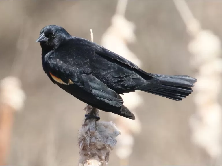 An American robin at Breakneck Hill Conservation Land in Southborough, photographed by Steve Forman.