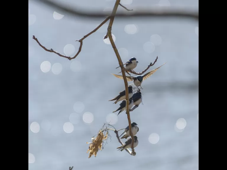 A barn swallow (bottom left) and a tree swallow at Mill Pond in Maynard, photographed by Dany Pelletier.