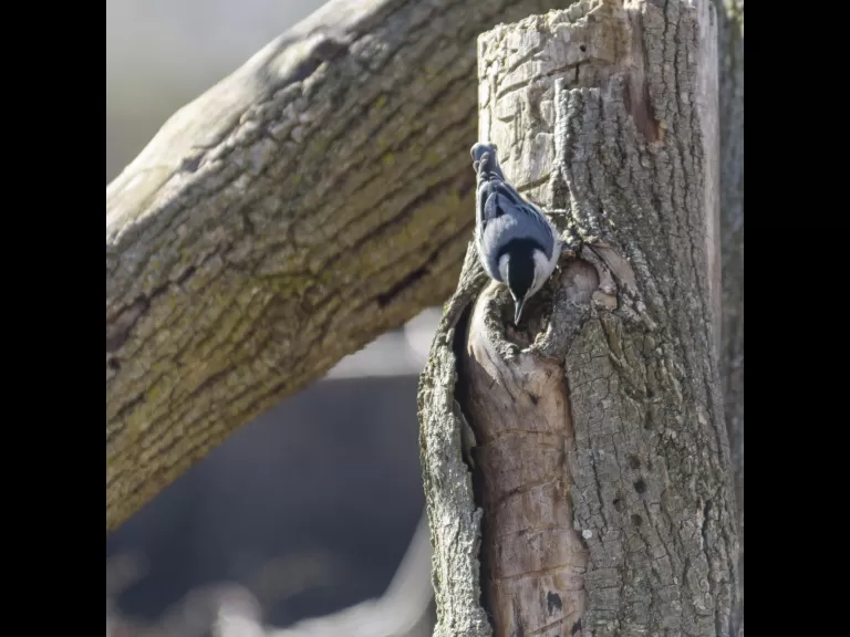 A barn swallow (bottom left) and a tree swallow at Mill Pond in Maynard, photographed by Dany Pelletier.
