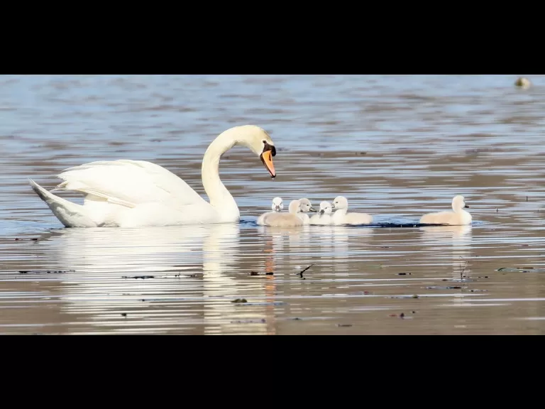 A family of mute swans in Northborough, photographed by Steve Forman.