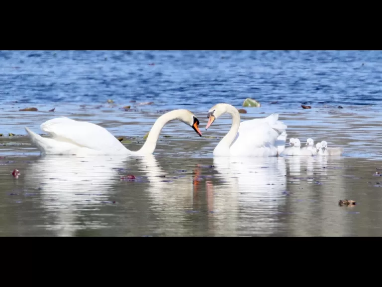 A family of mute swans in Northborough, photographed by Steve Forman.