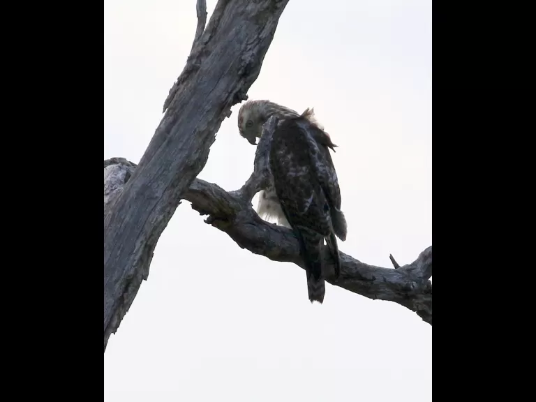 A red-tailed hawk in Sudbury, photographed by Steve Forman.