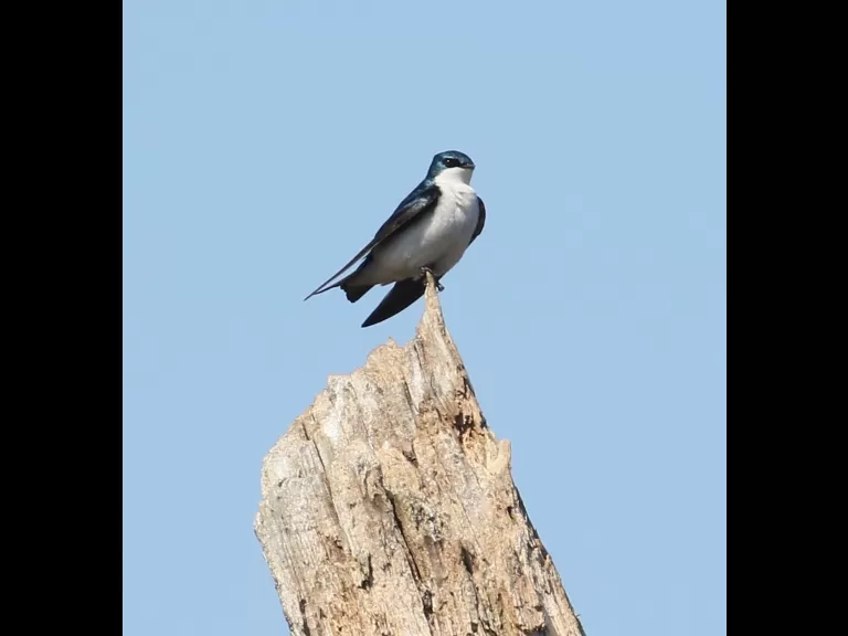 A tree swallow in Westborough, photographed by Steve Forman.