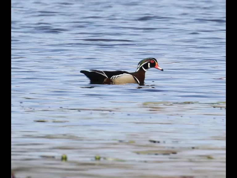 A family of mute swans in Northborough, photographed by Steve Forman.