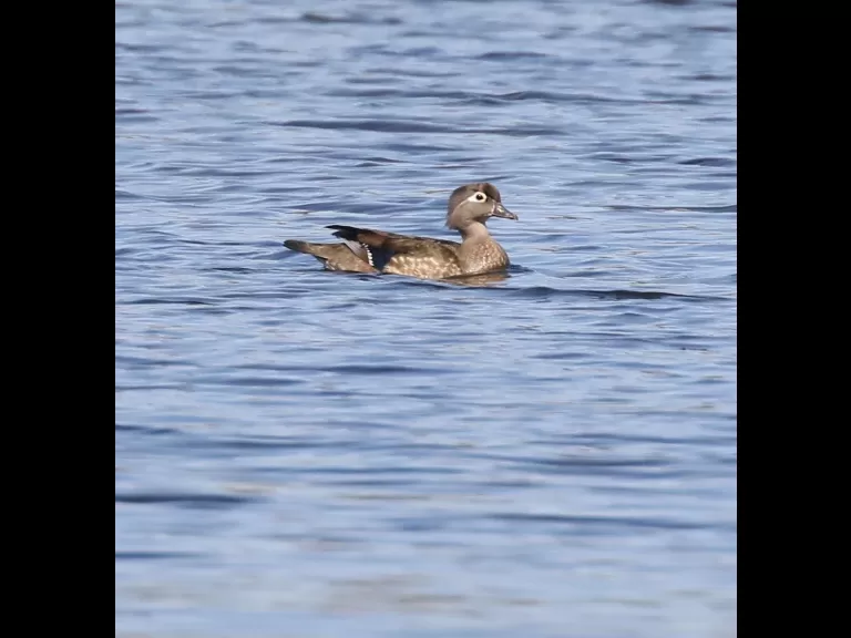 A family of mute swans in Northborough, photographed by Steve Forman.