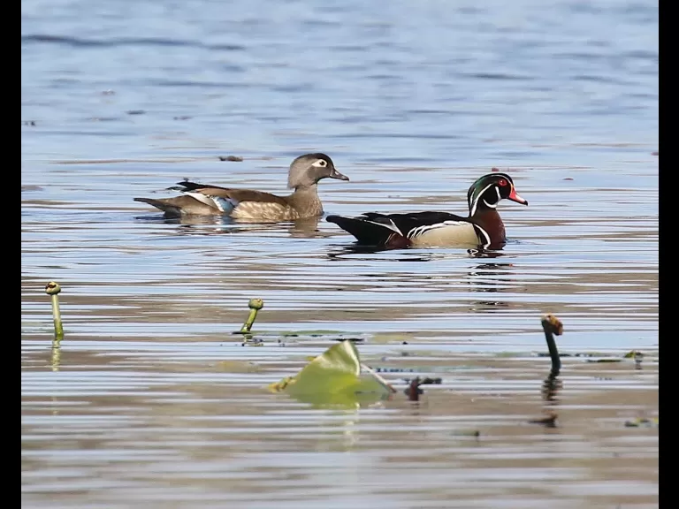 A family of mute swans in Northborough, photographed by Steve Forman.