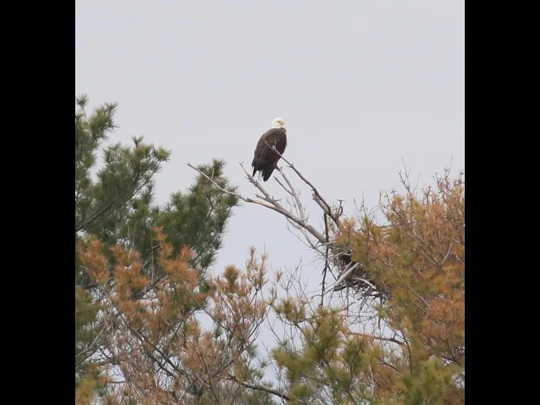 A bald eagle at Foss Reservoir in Framingham, photographed by Steve Forman.