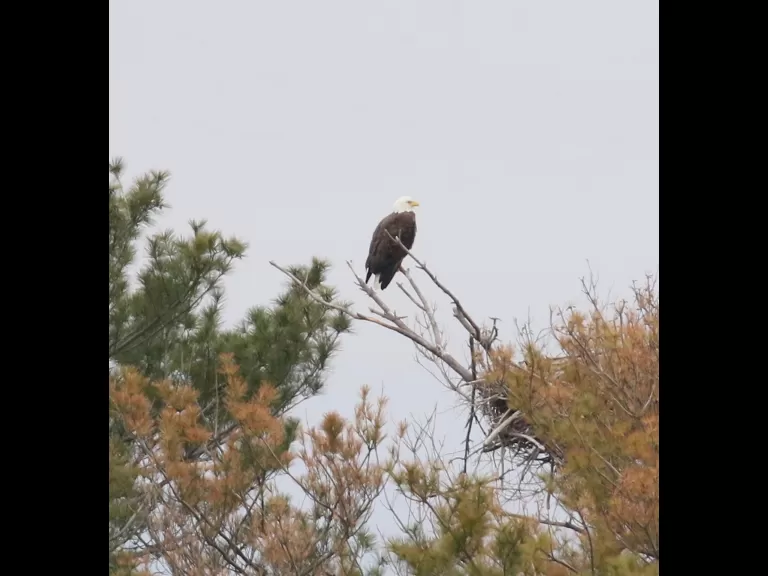 A bald eagle at Foss Reservoir in Framingham, photographed by Steve Forman.
