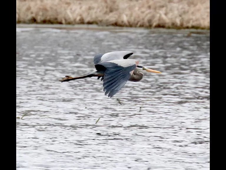 A great blue heron at Farm Pond in Framingham, photographed by Steve Forman.