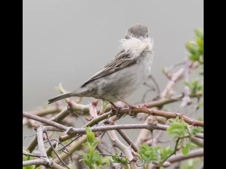 An American robin at Breakneck Hill Conservation Land in Southborough, photographed by Steve Forman.