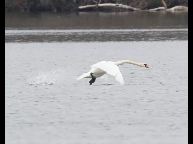 A great blue heron at Farm Pond in Framingham, photographed by Steve Forman.