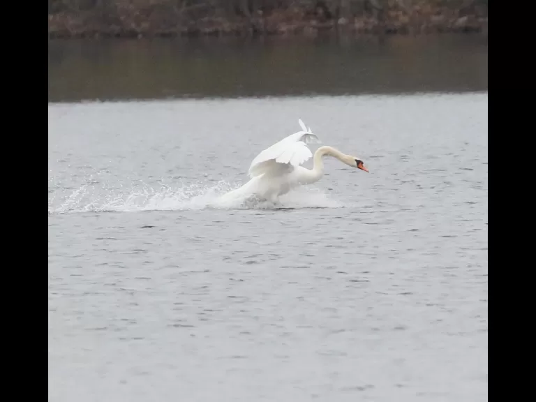 A great blue heron at Farm Pond in Framingham, photographed by Steve Forman.