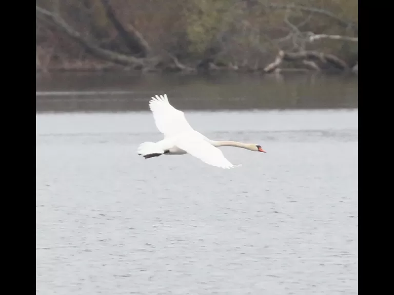 A great blue heron at Farm Pond in Framingham, photographed by Steve Forman.