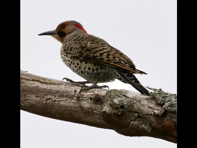 An American robin at Breakneck Hill Conservation Land in Southborough, photographed by Steve Forman.