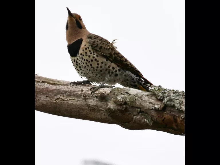 An American robin at Breakneck Hill Conservation Land in Southborough, photographed by Steve Forman.