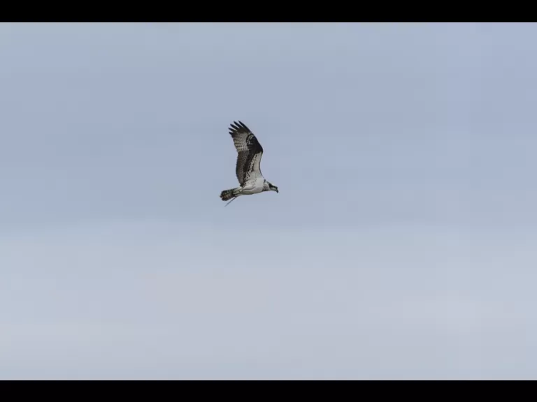 An osprey at Mill Pond in Maynard, photographed by Dany Pelletier.