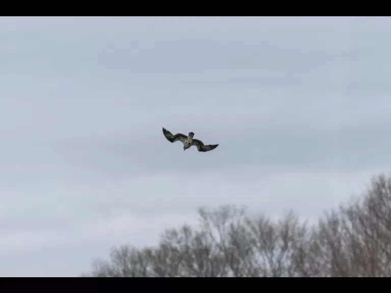 An osprey at Mill Pond in Maynard, photographed by Dany Pelletier.
