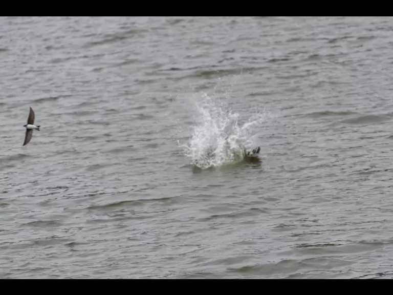 An osprey at Mill Pond in Maynard, photographed by Dany Pelletier.