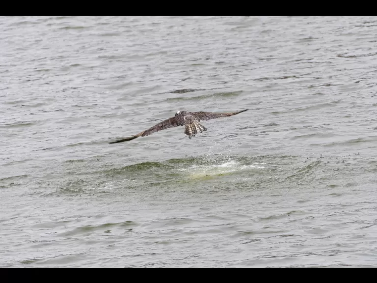 An osprey at Mill Pond in Maynard, photographed by Dany Pelletier.