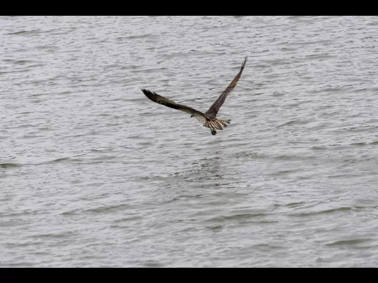 An osprey at Mill Pond in Maynard, photographed by Dany Pelletier.