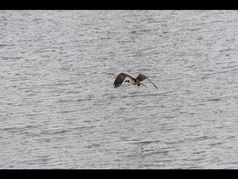 An osprey at Mill Pond in Maynard, photographed by Dany Pelletier.
