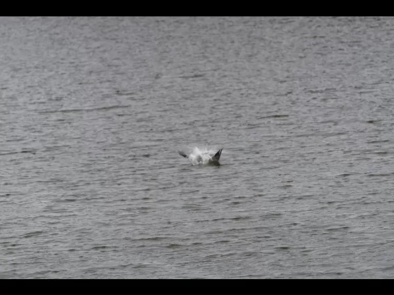 An osprey at Mill Pond in Maynard, photographed by Dany Pelletier.