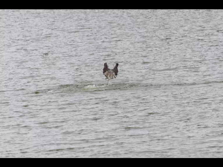 An osprey at Mill Pond in Maynard, photographed by Dany Pelletier.