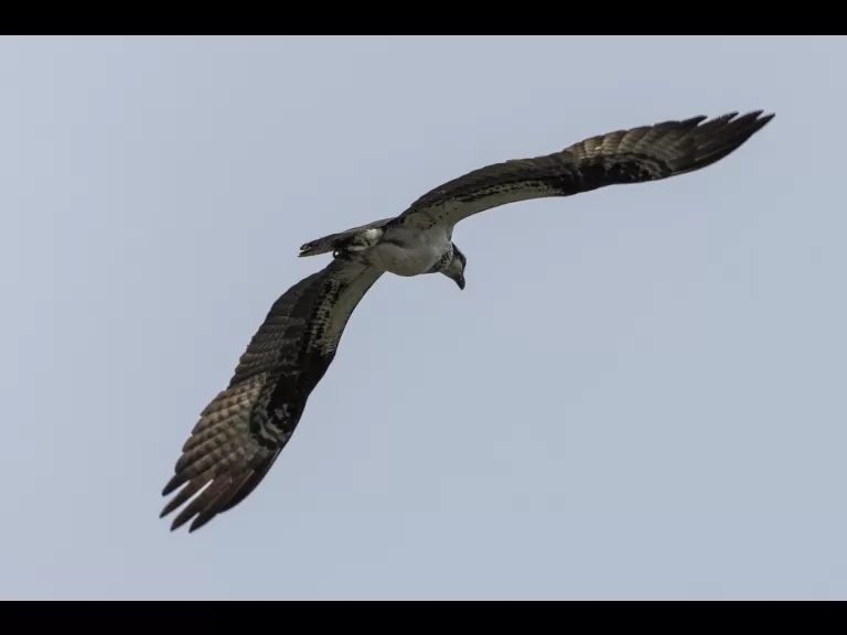 An osprey at Mill Pond in Maynard, photographed by Dany Pelletier.