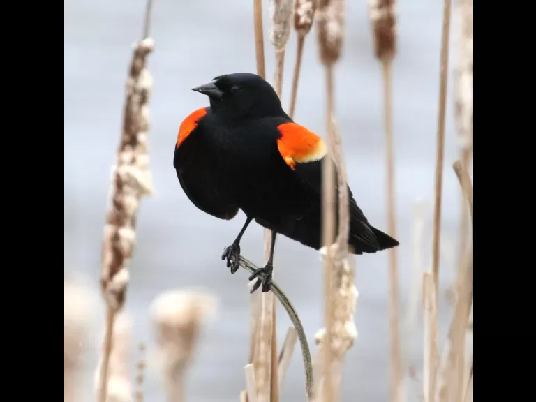 A great blue heron at Farm Pond in Framingham, photographed by Steve Forman.